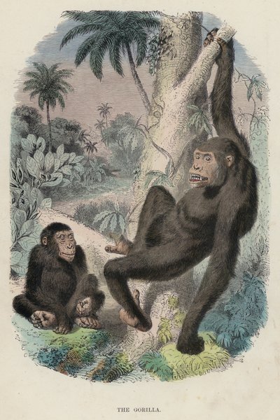 Le Gorille - English School