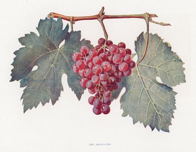 La Vigne - English School