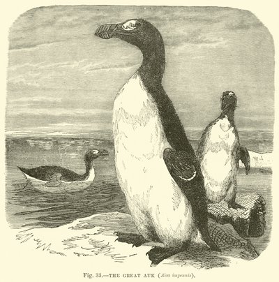 Le Grand Pingouin, Alca impennis - English School