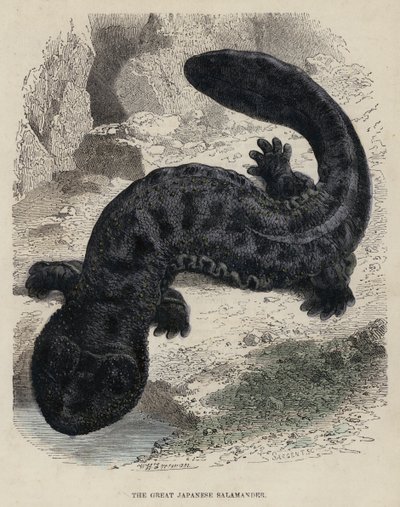 La Grande Salamandre Japonaise - English School
