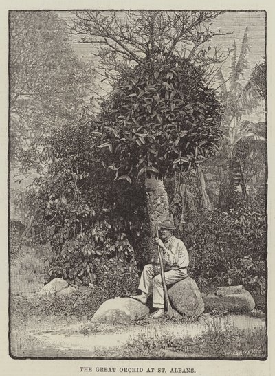La grande orchidée à St Albans (gravure) - English School