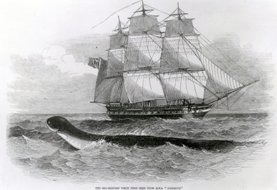 Le grand serpent de mer vu pour la première fois depuis le H.M.S. Daedalus - English School