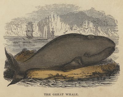 La Grande Baleine (gravure en couleur) - English School