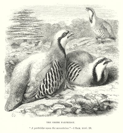 La perdrix grecque (gravure) - English School