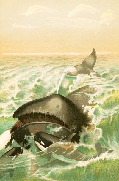 La Baleine du Groenland - English School