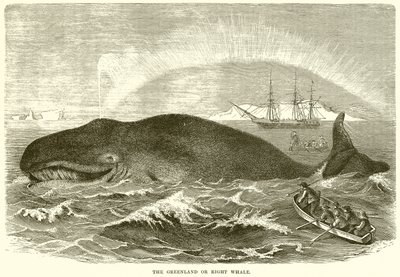 La baleine du Groenland ou baleine franche - English School
