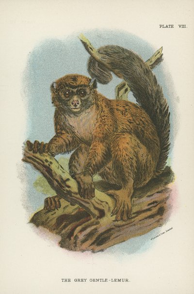 Le Lémur doux gris - English School