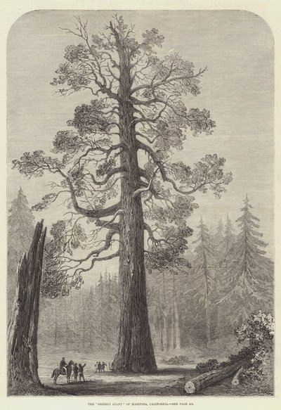 Le "Grizzly Giant" de Mariposa, Californie (gravure) - English School
