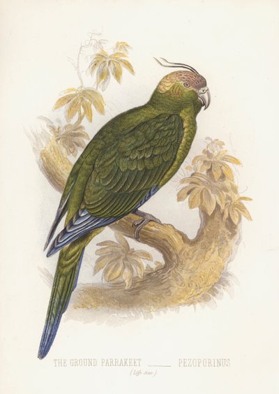 Le Perruche terrestre, Pezoporinus - English School