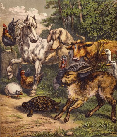 Le lièvre et la tortue - English School