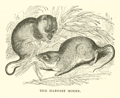 La souris des moissons (gravure) - English School