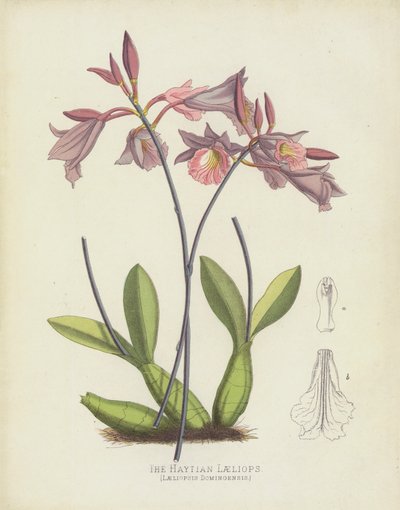 La Laeliops Haïtienne, Laeliopsis Domingensis - English School