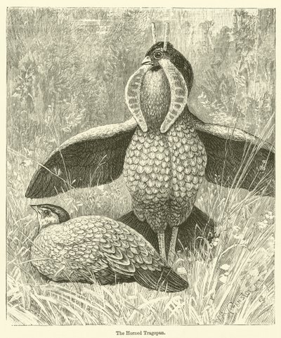 Le Tragopan cornu (gravure) - English School
