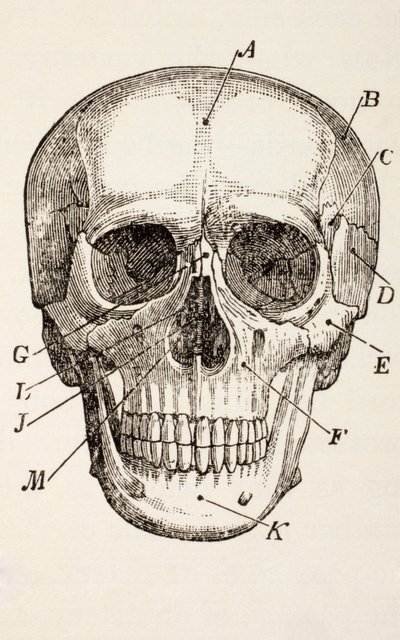 Le crâne humain - English School