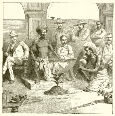 Le tour de la plante indienne - English School