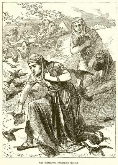 Les Israélites ramassant des cailles - English School
