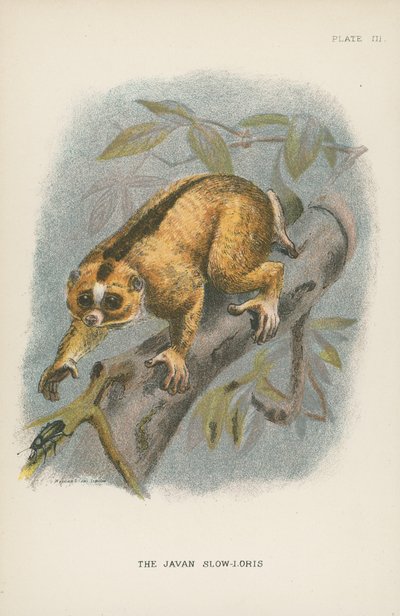 Le Loris lent de Java - English School