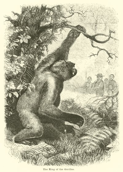 Le roi des gorilles - English School