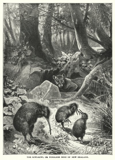 Le Kiwi-Kiwi, ou oiseau sans ailes de Nouvelle-Zélande (gravure) - English School