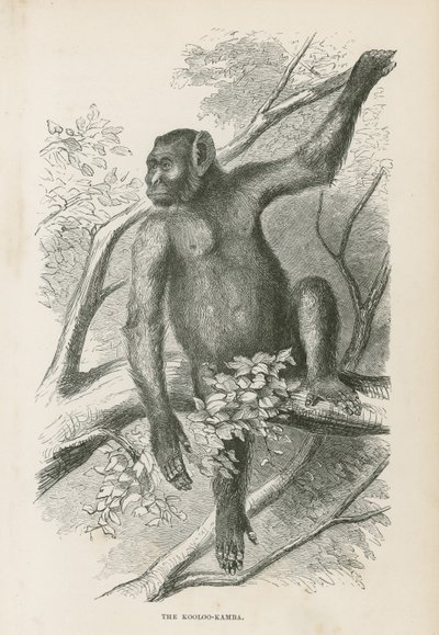 Le Kooloo-Kamba - English School