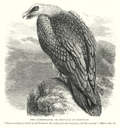 Le Lammergeier, ou Ossifrage de l