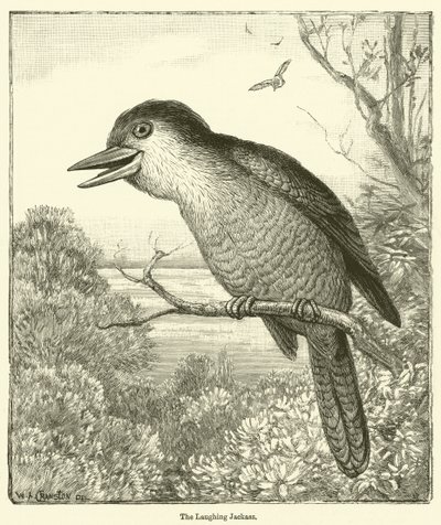 Le baudet qui rit (gravure) - English School