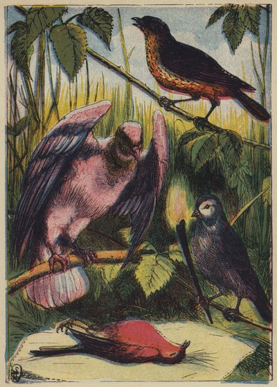 Le linotte, la colombe et le rouge-gorge - English School