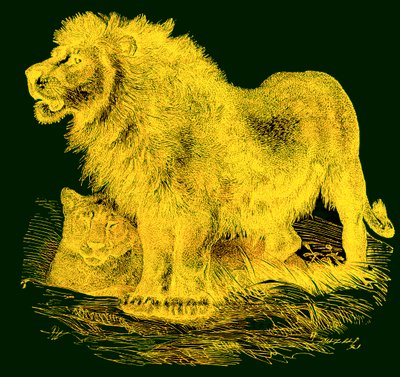 Le Lion, illustration de L