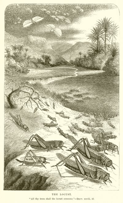 La Sauterelle - English School