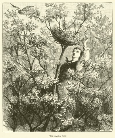 Le nid de pie (gravure) - English School
