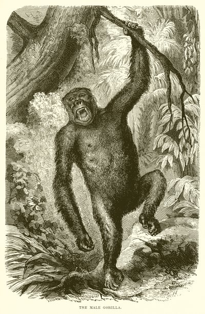 Le gorille mâle - English School