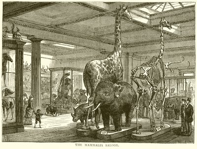 Le salon des mammifères - English School