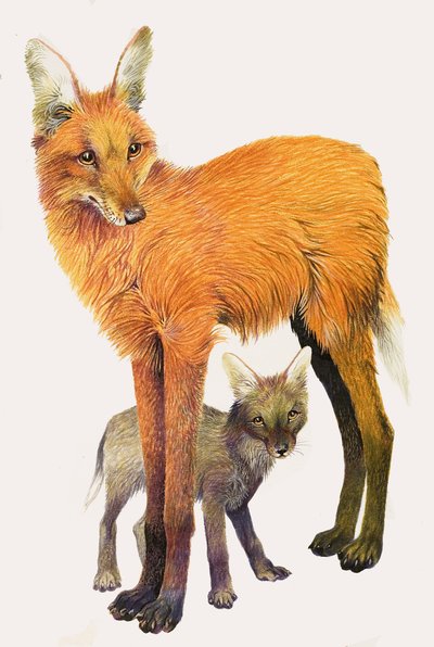 Le loup à crinière, trouvé en Amérique du Sud - English School