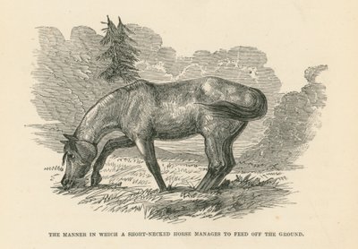 La manière dont un cheval à cou court parvient à se nourrir sur le sol (gravure) - English School