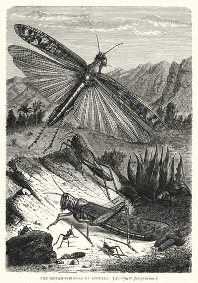 Les Métamorphoses des Criquets, Acridium peregrinum - English School