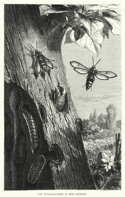 Les Métamorphoses de Sesia apiformis - English School