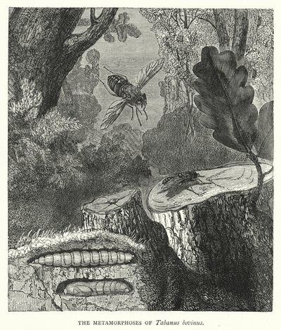 Les Métamorphoses de Tabanus bovinus (gravure) - English School