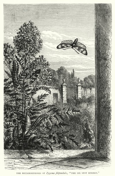 Les Métamorphoses de Zygaena filipendulae, "Le Zygène de la Filipendule" (gravure) - English School