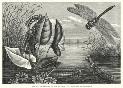 Les Métamorphoses de la Libellule, Aeschna maculatissima - English School