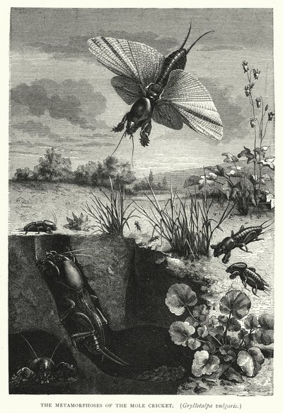 Les Métamorphoses du grillon-taupe, Gryllotalpa vulgaris (gravure) - English School