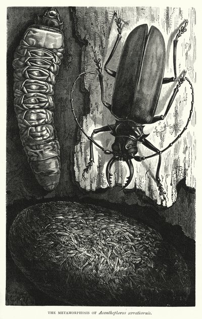 La Métamorphose d