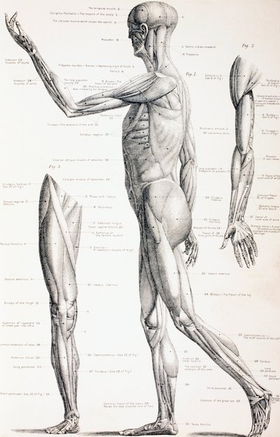 Les muscles du corps humain - English School