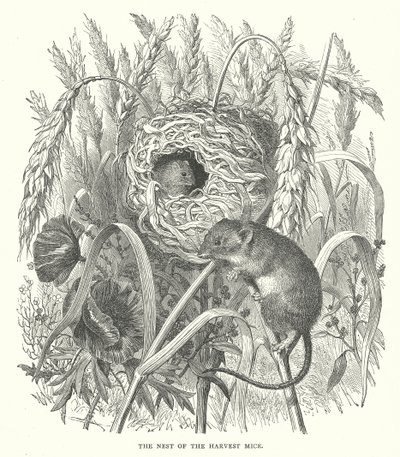 Le nid des souris de la moisson (gravure) - English School