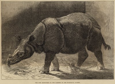 Le nouveau rhinocéros dans les jardins de la Société zoologique - English School