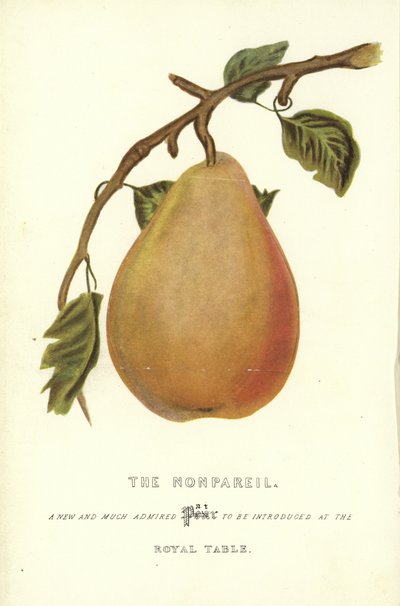 Le Nonpareil - English School