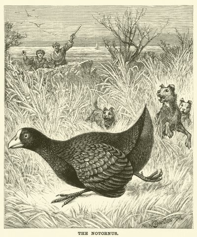 Le Notornis - English School