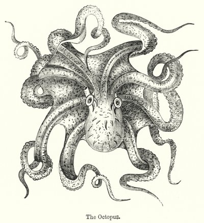 La pieuvre (gravure) - English School