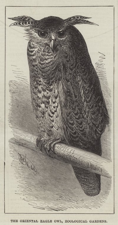 Le grand-duc hibou oriental, jardins zoologiques (gravure) - English School