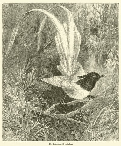 Le gobe-mouche du paradis (gravure) - English School