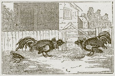 La perdrix et les coqs (gravure) - English School